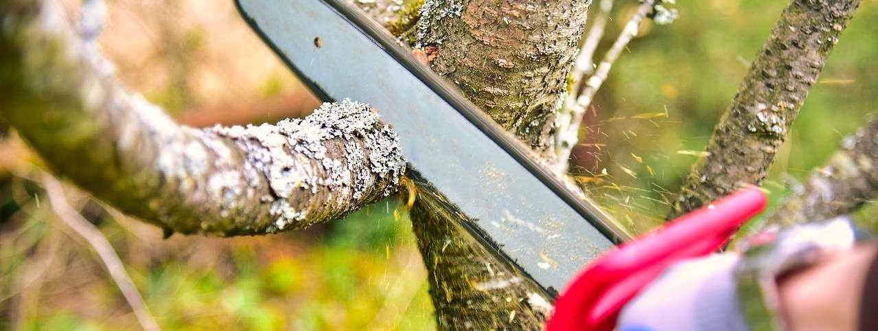 Tree Trimming/Removal (Up to 5 Metres)