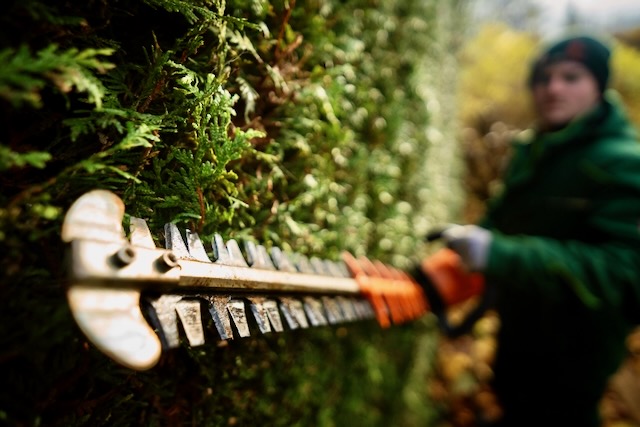 Hedge Trimming & Height Reductions