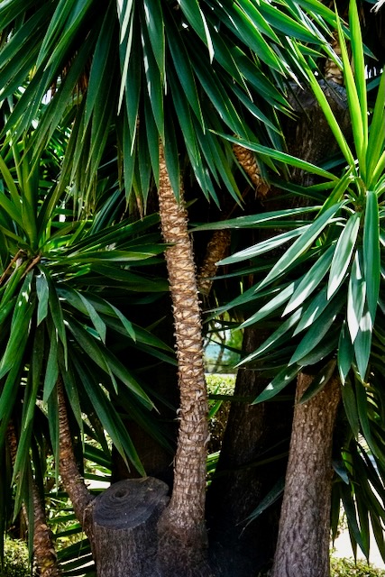 Yucca Removal