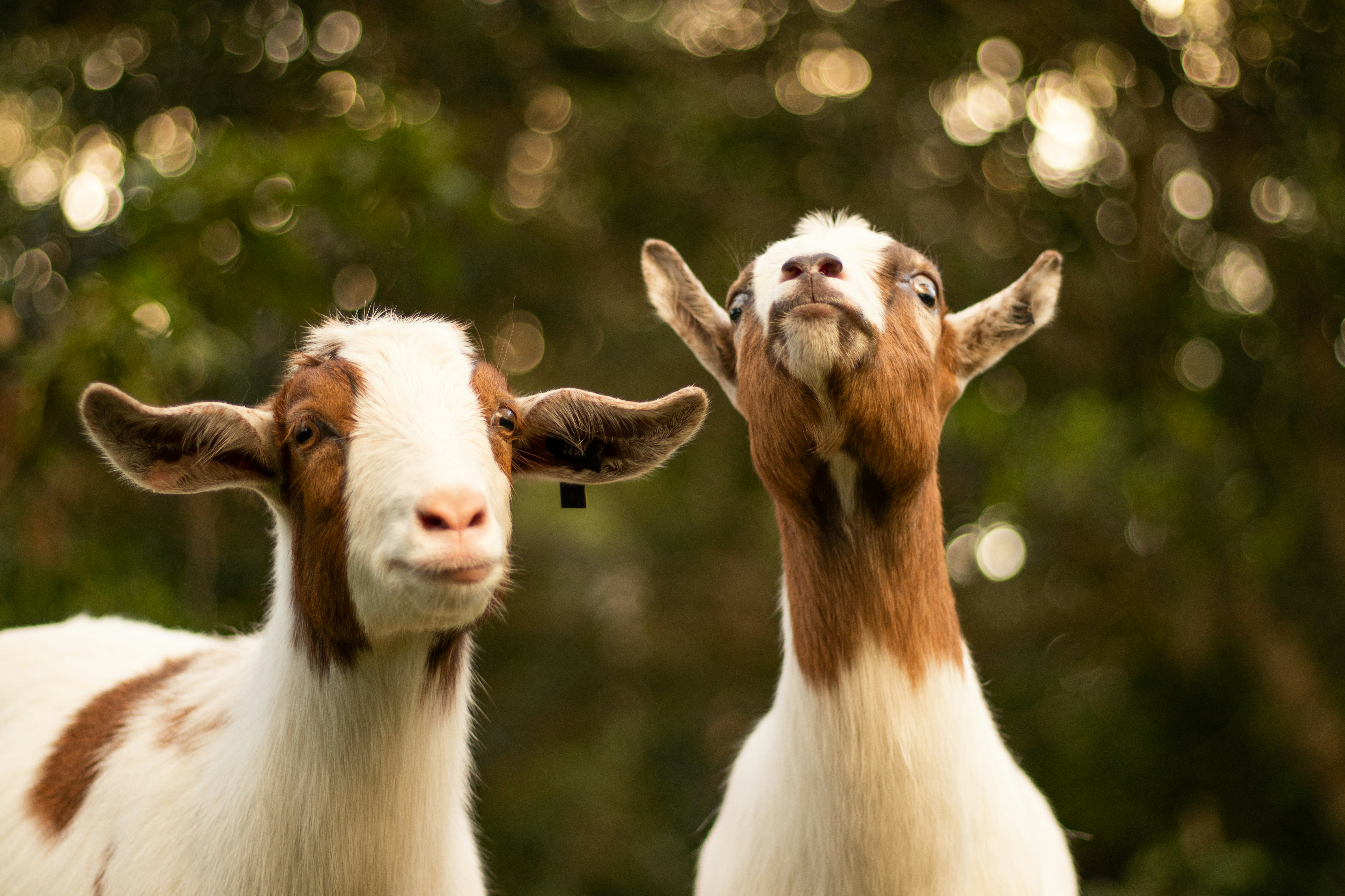 Quality Breeding Stock