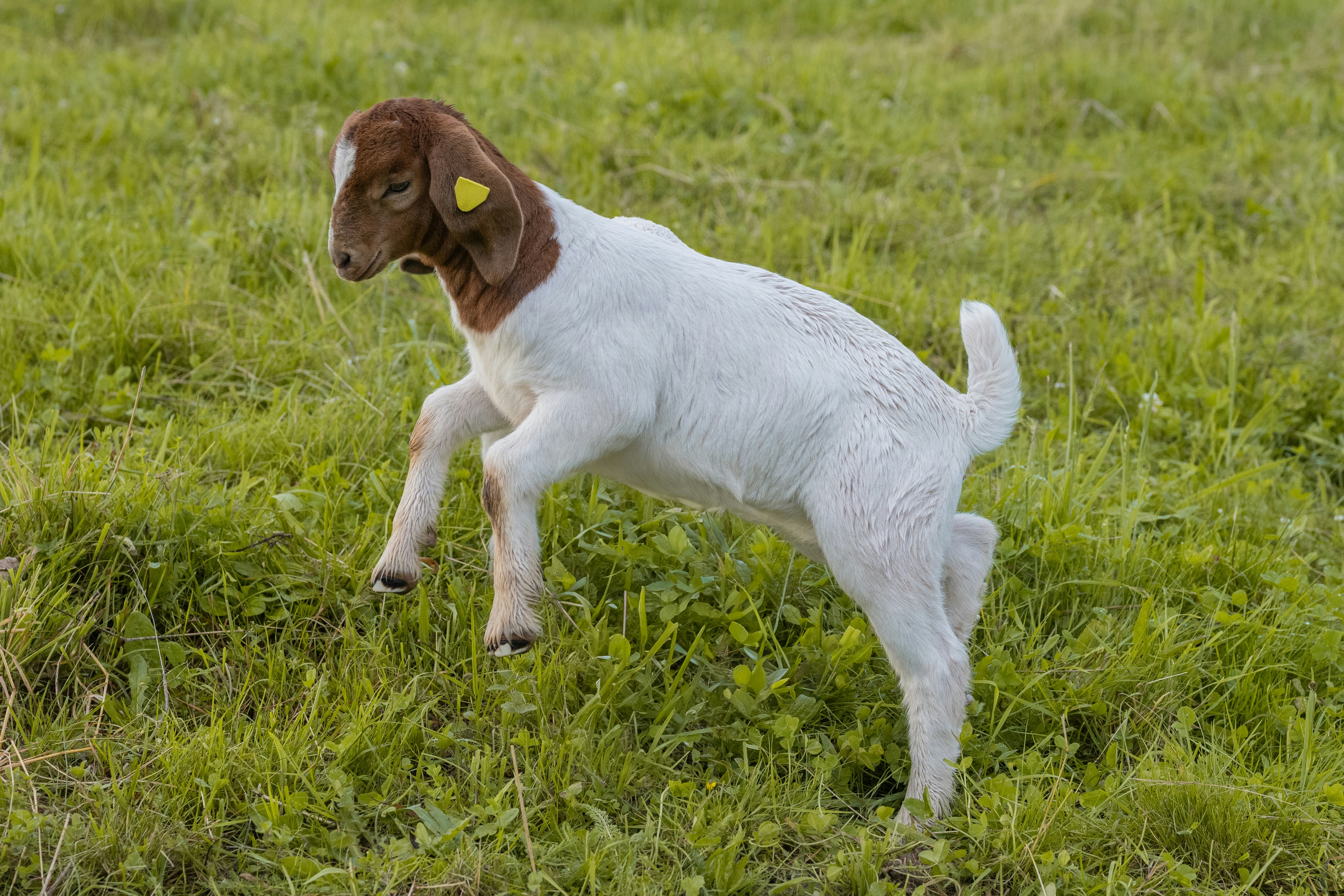 Herd Improvement Programs